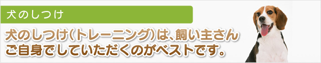 犬のしつけ（トレーニング）は、飼い主さんご自身でしていただくのがベストです。