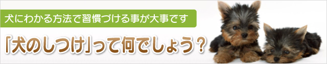 犬にわかる方法で習慣づける事が大事です 「犬のしつけ」って何でしょう？